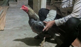 Cộng đồng mạng truy tìm thanh niên trộm gà tại Phú Thọ