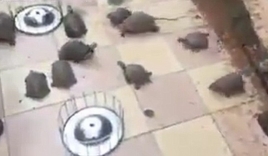 Video thú vị: Rùa chạy như 'bay' khi đến giờ ăn