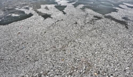 Cá chết hàng loạt ở hồ Tây: ​76 tấn cá đã được thu gom xử lý