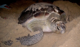 Rùa quý hiểm bò lên bãi biển Quy Nhơn đào hầm đẻ trứng