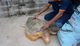 Rùa 'khủng' nặng 60 kg bơi lạc vào bể nước của Nhiệt điện Vĩnh Tân 2