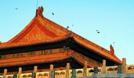 'Vén màn bí ẩn' chuyện quạ tập trung ở Tử Cấm Thành lúc nửa đêm