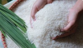 Giá lúa gạo hôm nay 17/9: Giữ mức ổn định sau một tuần biến động