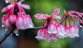Đào chuông Yên Tử - loài hoa độc lạ chơi ngày Tết đang khiến MXH rần rần