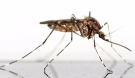 Phát hiện cơ chế giúp muỗi chỉ đốt người, không nhầm với các con vật khác