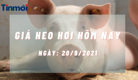 Giá heo hơi hôm nay 20/9: Đồng loạt giảm khắp cả nước trong tuần này