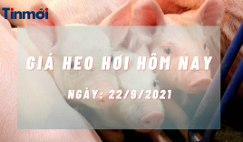Giá heo hơi hôm nay 22/9: Đồng loạt giảm cả ba miền