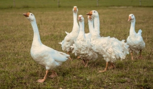 Độc lạ: Nhà tù thay chó canh gác bằng gia cầm