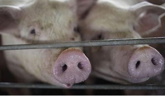  Virut Ebola được xuất phát từ lợn?