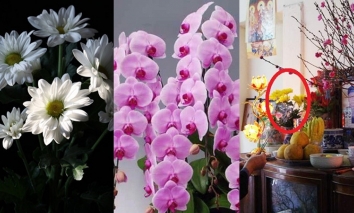 2 loại hoa kiêng kị, 3 loại hoa phong thủy chuyên dùng cúng ông Công ông Táo 2022