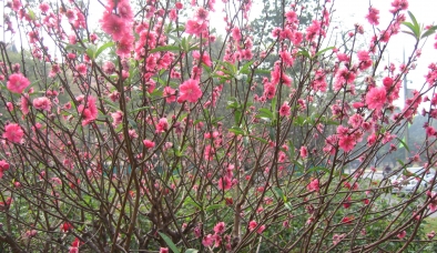 Clip đào Nhật Tân bừng nở rợp trời đón Tết Giáp Ngọ