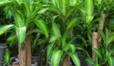 Những loại cây cảnh cực độc không nên để trong nhà