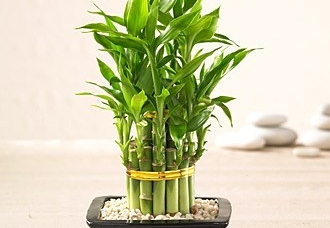 Những loại cây cảnh nên trồng để rước tài lộc về nhà cho gia chủ