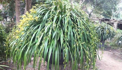 Đại gia Vĩnh Phúc chi 108 triệu mua chậu lan “khủng” tặng bạn