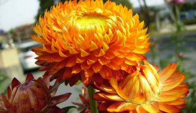 Ý nghĩa hoa bất tử là biểu tượng của tình yêu “bất diệt'