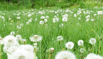 Công dụng chữa bệnh và ý nghĩa hoa bồ công anh ít ai biết