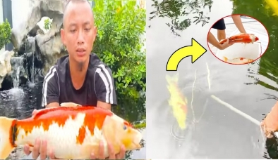 Anh em Tam Mao mất cả núi tiền chơi cá Koi, pha xử lý hậu quả mới thực sự đẳng cấp