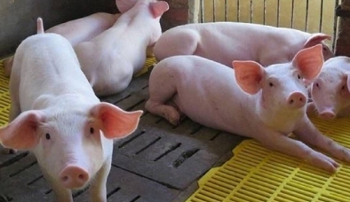 Giá heo hơi hôm nay 19/7: Tiếp tục đi ngang sau chuỗi ngày ít biến động