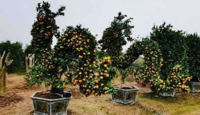 Những vị trí đặt cây cảnh ngày Tết thu hút tài lộc, giúp gia chủ đồi dào vượng khí