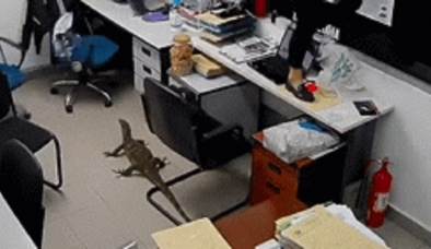 Video: Vị khách 4 chân bất ngờ ghé thăm văn phòng khiến tất cả nhân viên náo loạn