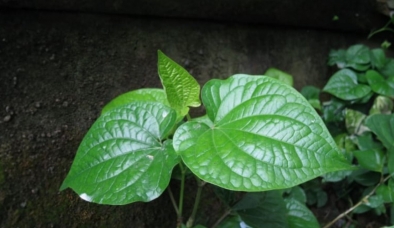 Đằng sau vị nồng, lá lốt không chỉ là gia vị mà còn là liều thuốc từ thiên nhiên