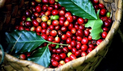 Giá cà phê hôm nay 10/6: Giá cà phê trong nước bất ngờ tăng kỷ lục