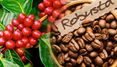 Giá cà phê hôm nay 13/6: Thị trường trong nước đồng loạt giảm