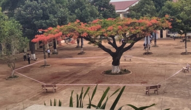 Cây phượng đẹp nhất trong sân trường được 'niêm phong' để giữ lại kỷ niệm tuổi học trò