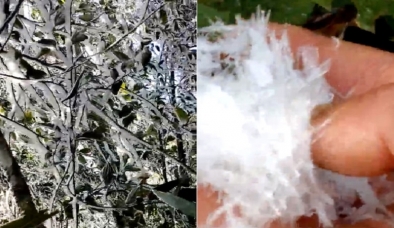 Tuyết vẫn rơi dày đặc, phủ trắng rừng cây ở vùng biên giới Nghệ An