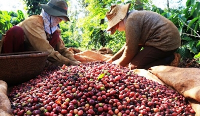 Giá cà phê hôm nay 4/9: Cà phê robusta tăng nhẹ, cà phê trong nước biến động đi xuống