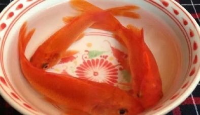 Làm cách này, dễ dàng chọn được cá chép khỏe đẹp cúng ông Công ông Táo