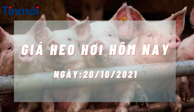 Giá heo hơi hôm nay 20/10: Điều chỉnh tăng giảm không đồng đều