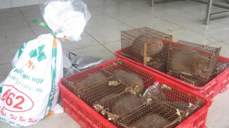 Phát hiện hàng chục con rắn hổ trên xe khách giường nằm