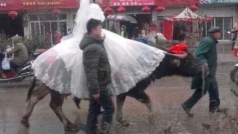 Đám cưới lạ đời chú rể mang trâu đi đón dâu