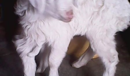 Dê 7 chân kỳ lạ gây sốt cộng đồng mạng