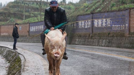 Clip: Lão nông Trung Quốc cưỡi heo 250kg...đi chợ