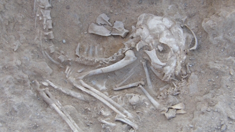 Xương mèo 5.600 năm tuổi ở Ai Cập