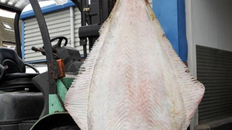 Bắt được cá chim 150 tuổi