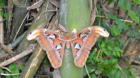 Phát hiện bướm lạ 'khổng lồ' có cánh hình đầu rắn ở Nghệ An