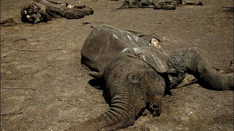 Đàn voi 11 con bị bọn săn trộm giết hại dã man