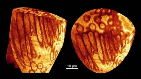 Phát hiện tinh trùng khổng lồ, cổ xưa nhất