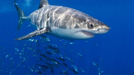 Cuộc chạm trán kinh hoàng với cá mập dưới đáy đại dương