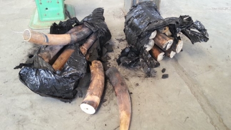 Một tấn ngà voi được ngụy trang bằng than củi để chuyển sang Trung Quốc