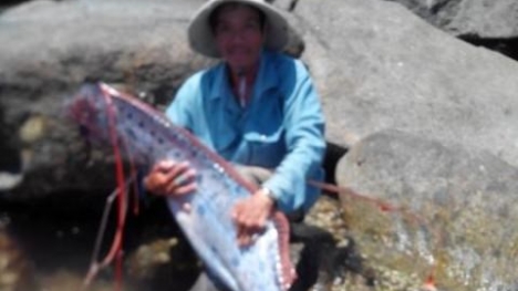 Đà Nẵng: Câu được 'thủy quái' giống rồng dài 4,2 mét