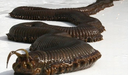 Tận mục những loài 'quái vật' đáng sợ dưới lòng đại dương