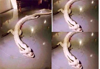 Kinh ngạc rồng trắng bị bắn hạ ở Malaysia