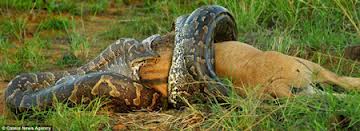 Sư tử suýt mất mạng vì chạm trán với trăn khổng lồ