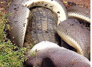 Những màn nuốt chửng con mồi lớn rợn người của trăn khổng lồ