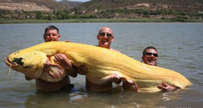 Bắt được 'quái vật' nước ngọt có kích thước khổng lồ