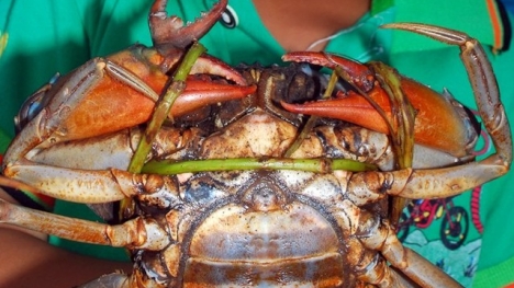 Cua biển có ba càng ở Sóc Trăng